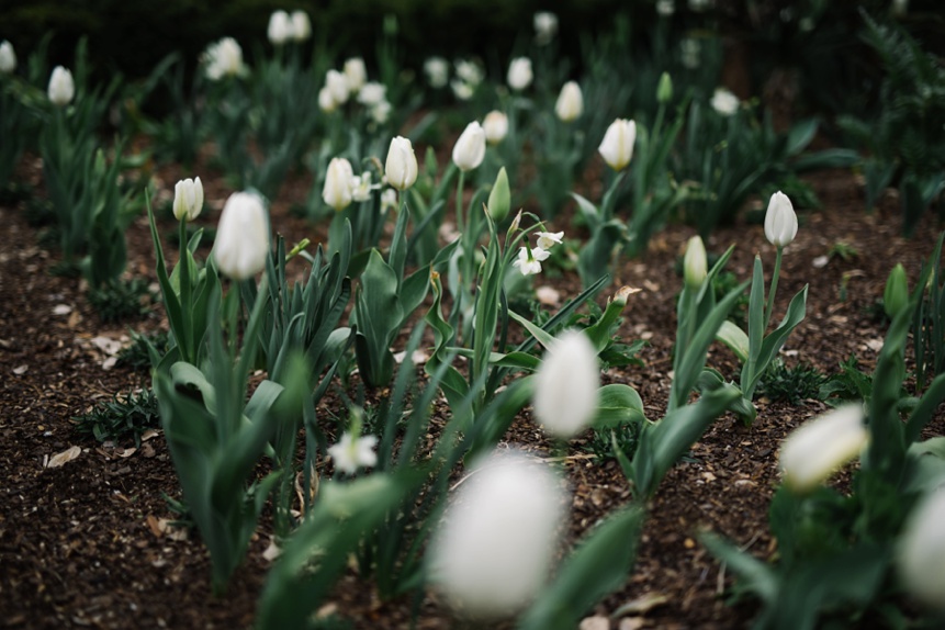 duke gardens wedding photo 