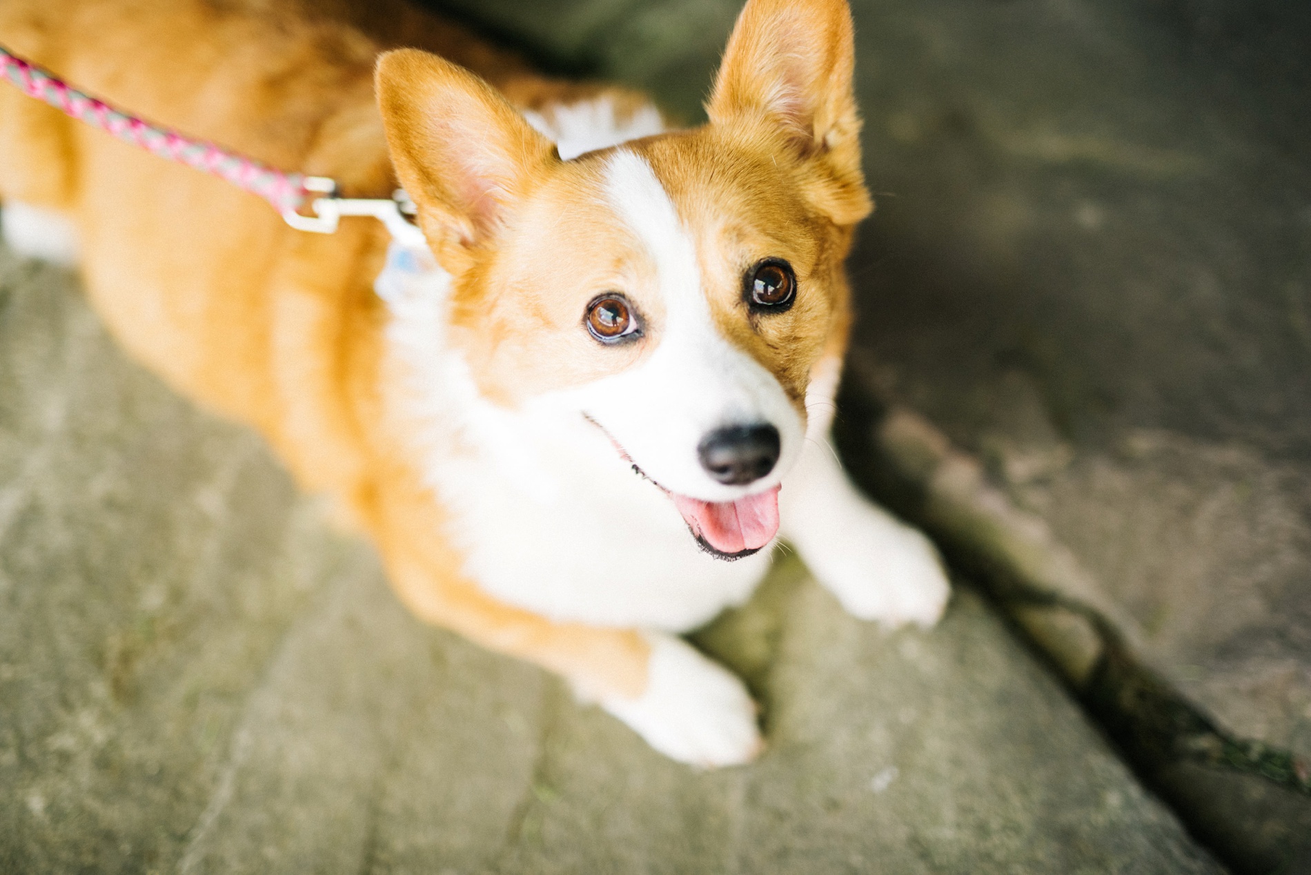 coopers rock wedding photo 