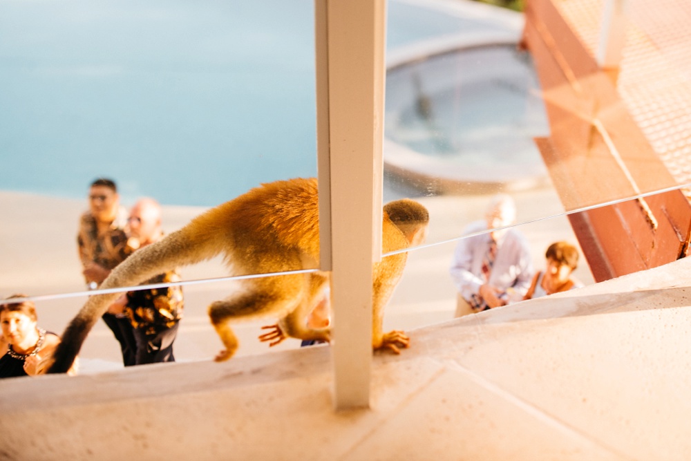 monkey in costa rica