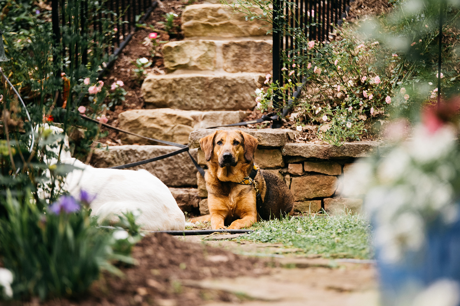 photos of weddings taken in charleston wv 