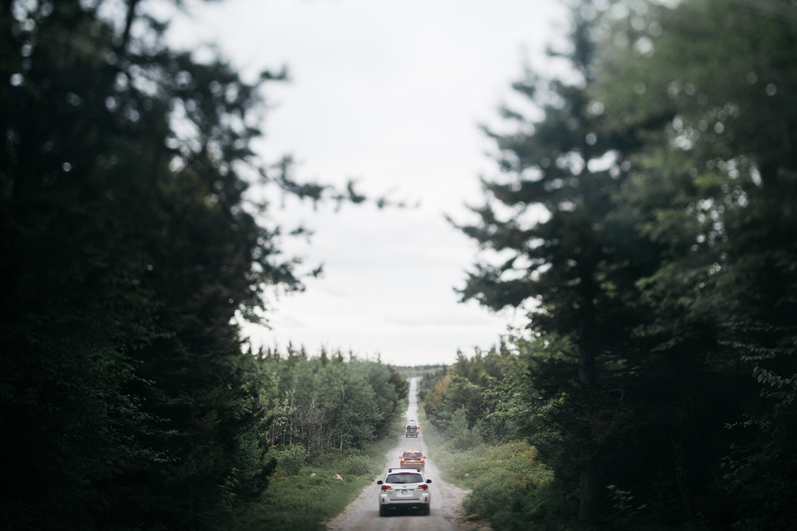 elopement photos taken at dolly sods